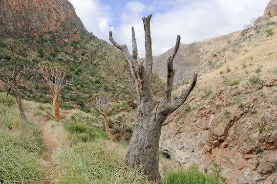 Quiver Tree or Kokerboom (Aloe dichotoma) in Quiver Tree Canyon, Naukluft Mountains, Namibia, Africa