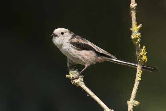 Aegithalos caudate, long-tailed tit, birds, tits, passeri, songbirds, songbirds, tits, birds