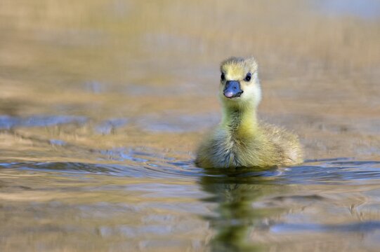 A grey goose (Anser anser) gosling, Hanover, Lower Saxony, Germany
