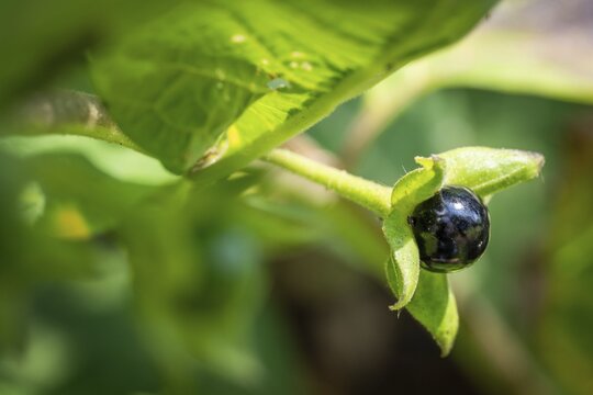 Black nightshade (Atropa bella-donna), a genus in the nightshade family (Solanaceae), Chelsea Physic Garden, a historic botanical garden and the oldest botanical garden in London, founded in 1673 by the Worshipful Society of Apothecaries, Chelsea, England, United Kingdom