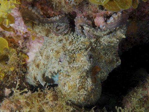 A well-camouflaged octopus (Octopus vulgaris) is hiding in a reef at the El Cabron Marine Reserve dive site, Arinaga, Gran Canaria, Spain, Europe, Atlantic Ocean