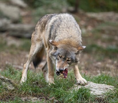 Gray wolf (Canis lupus) eating meat, captive, Germany