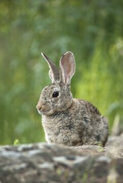 European rabbit, hare-like, rabbit, oryctolagus cuniculus, wild rabbit, Extremadura, high size, portrait format, mammals, rabbit, Spain, mammals