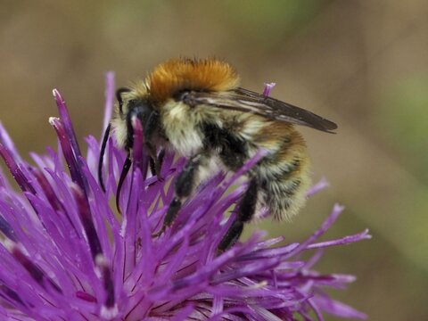 A field bumblebee (Bombus pascuorum) drinks nectar from a purple flower in the wild, Goms, Canton of Valais, Switzerland