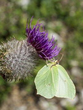 Brimstone (Gonepteryx rhamni) on safflower, Gaisstein, Furth, Lower Austria, Austria