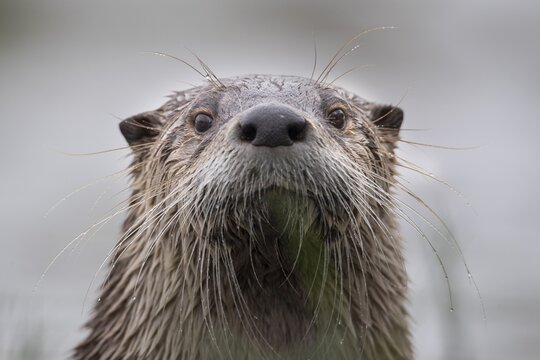 Portrait of an european otter (Lutra lutra), Neuhaus, Lower Saxony, Germany