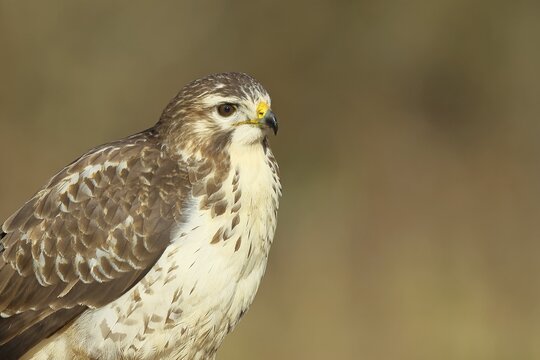 Steppe buzzard (Buteo buteo) bright morph, animal portrait, wildlife, winter, Siegerland, animals, birds, birds of prey, North Rhine-Westphalia, Germany