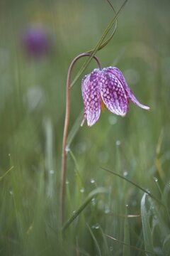 Snake's head fritillary (Fritillaria meleagris), Lower Saxony, Germany