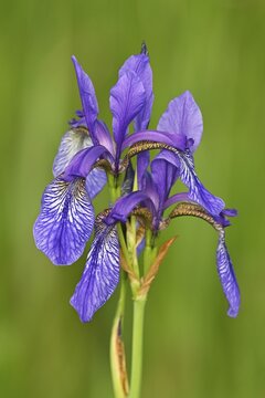 Siberian iris (Iris sibirica), flower, Canton Zug, Switzerland