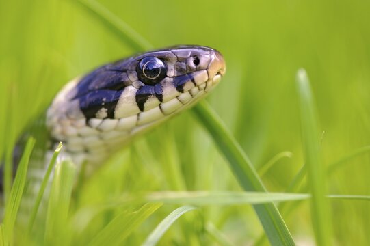 Grass snake (Natrix natrix) in the grass, portrait, Oldenburger M&uuml;nsterland, Visbek, Lower Saxony, Germany