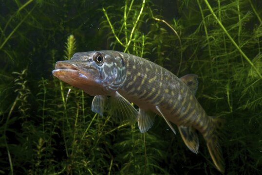 Esox Lucius, pike, pike, predatory fish, fishes, northern pike, pisces
