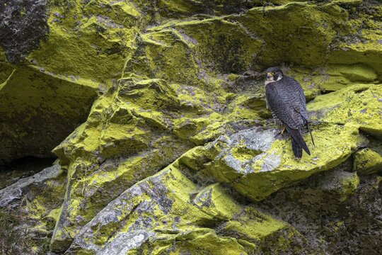 Peregrine falcon Falcon (Falco peregrinus), female sitting in a rock face overgrown with sulphur lichen, Black Forest, Baden-W&uuml;rttemberg, Germany