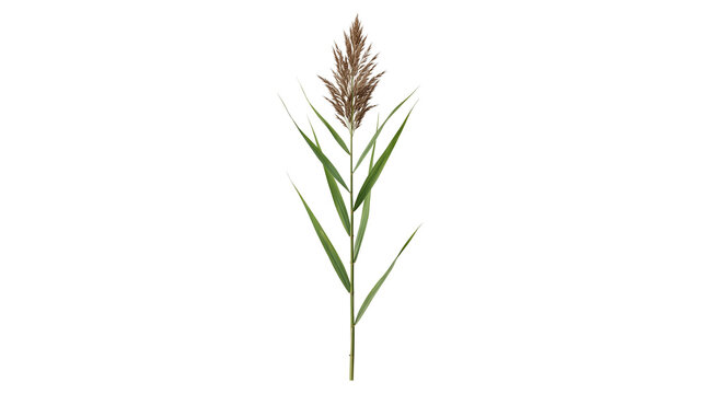 A single phragmites reed with feathery seed head stands isolated on transparent background grass plant flora botanical stem leaves seedhead plume natural