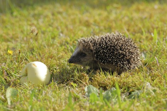 European hedgehog (erinaceus europaeus), juvenile, on a meadow orchard, wildlife, Wilnsdorf, North Rhine-Westphalia, Germany