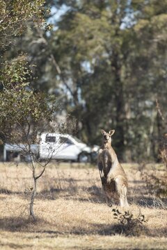 Eastern grey kangaroo (Macropus giganteus) adult in a countryside field with traffic in the background, New South Wales, Australia