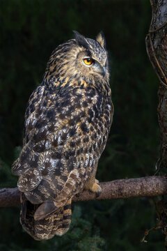 Eurasian eagle-owl (Bubo bubo), sitting on a branch, captive, Alpine Zoo Innsbruck, Tyrol, Austria