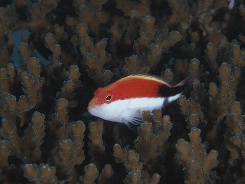 Juvenile black-sided hawkfish (Paracirrhites forsteri) in stony coral, dive site House Reef, Mangrove Bay, El Quesir, Red Sea, Egypt