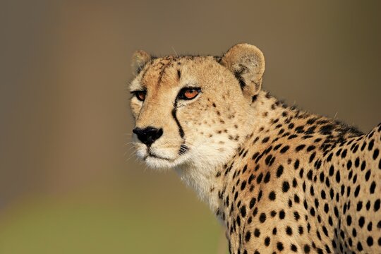 Cheetah (Acinonyx jubatus), adult, animal portrait, alert, Sabi Sand Game Reserve, Kruger National Park, South Africa