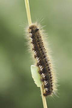 Drinker moth (Euthrix potatoria), caterpillar, North Rhine-Westphalia, Germany