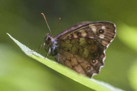 Leaf butterfly, pararge aegeria, speckled wood, forest board game, butterfly, insects, butterfly, butterflies
