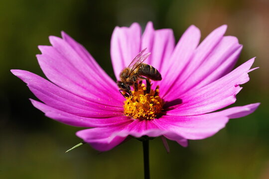 bee on pink flower