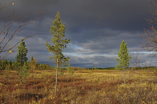 Autumn landscape with dark clouds and single trees, Inari, Lapland, Finnnland