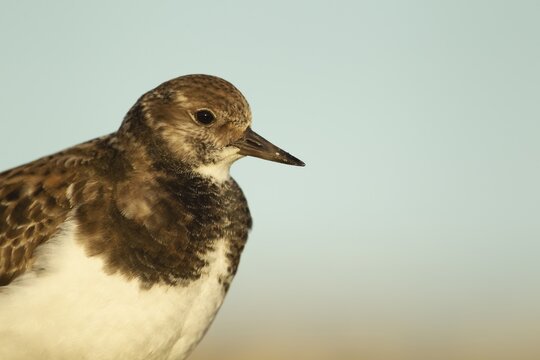 Ruddy turnstone (Arenaria interpres) adult wading bird in winter plumage head portrait, England, United Kingdom