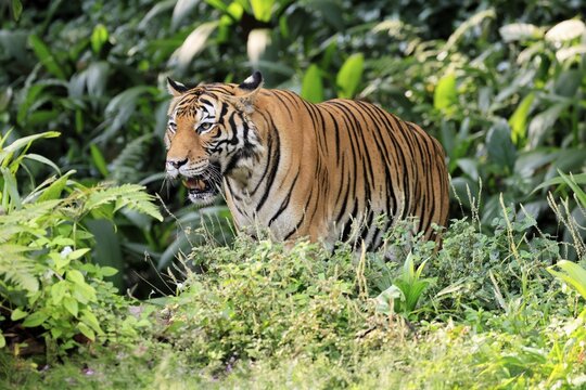 Malaysia tiger (Panthera tigris jacksoni), adult, alert, Malaysia, Southeast Asia