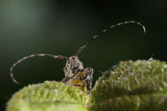 Bind eyeboat, gray-bonded eyespot, mesosa nebulosa, white-clouded longhorn beetle, beetle, longhorn beetle, coleoptera, insects, beetles