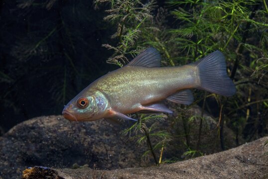 Schleie, Tench, Tinca Tinca, Doctor Fish, Fishes, Pisces