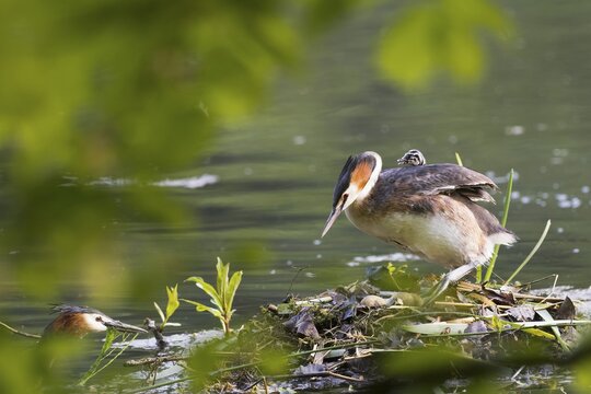 Great crested grebe (Podiceps cristatus) on nest with young bird in plumage, Hesse, Germany