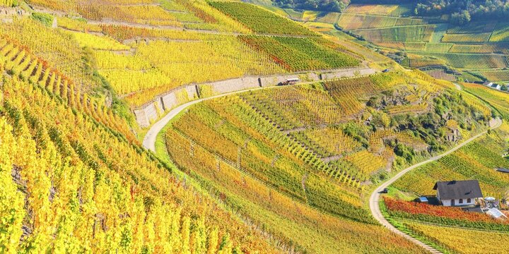 Vineyards in autumn, Mayscho&szlig;, Ahrtal, red wine of the Pinot Noir and Portugieser grape is grown here, red wine growing area, Eifel, Rhineland-Palatinate, Germany