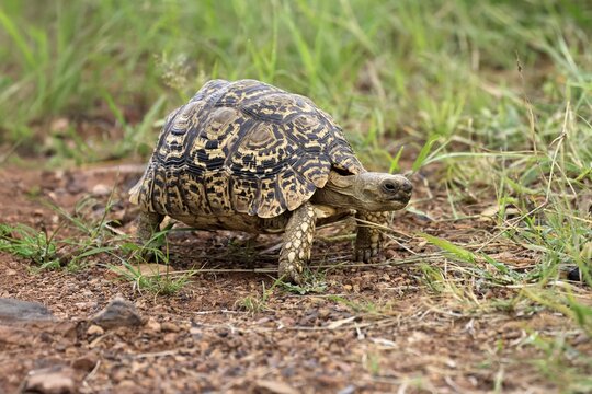 Panther tortoise (Testudo pardalis), adult, running, foraging, Pilanesberg National Park, North West Province, South Africa