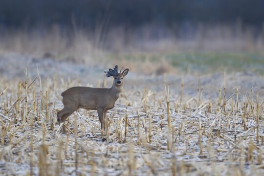 Roe deer (Capreolus capreolus) adult male buck in a frosty farmland field with a piece of plastic waste stuck on its antlers in winter, England, United Kingdom