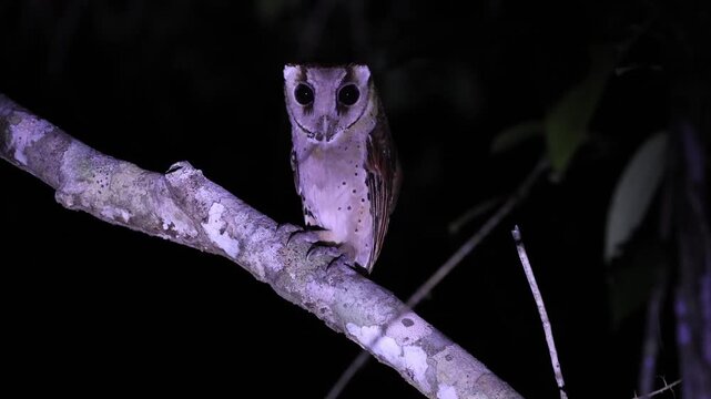 oriental bay owl is a type of bay owl, usually classified with barn owls