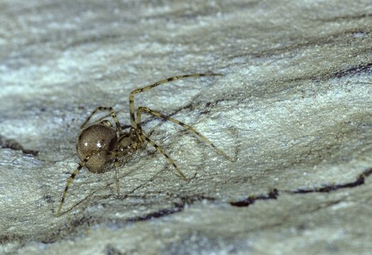 Comb-footed cellar spider, nesticus cellulanus, arachnids, spiders, spiders