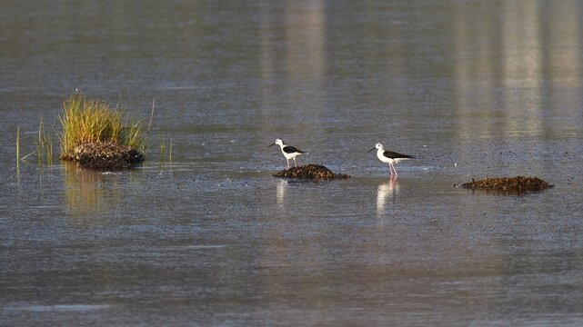Black-winged Stilt (Himantopus himantopus), Two birds standing in the water near small islands, Gialova lagoon, protected wetland, bird paradise, Navarino Bay, Pylos, Peloponnese, Greece