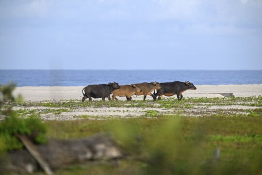 Red buffalo or forest buffalo (Syncerus nanus) on the beach, Petit Loango, Loango National Park, Parc National de Loango, Ogoou&eacute;-Maritime Province, Gabon