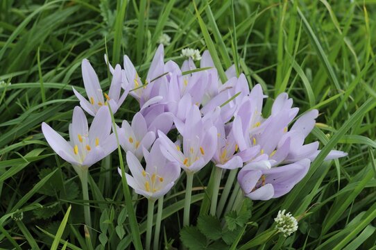 Autumn crocus also known as meadow saffron or naked lady (Colchicum autumnale), Peilstein, Triestingtal valley, Lower Austria, Austria, Europe