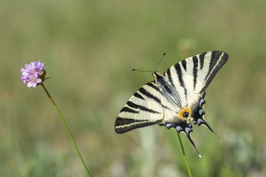 Iphiclides podalirius, scarce swallowtail, butterfly, insects, pear-tree swallowtail, sail swallowtail, butterfly, butterflies