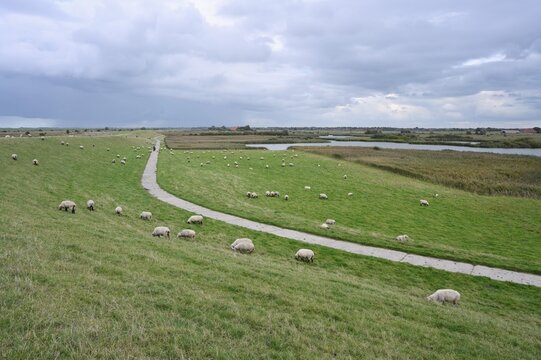 Domestic sheep (Ovis gmelini aries) grazing on the dyke, Greetsiel, Krummh&ouml;rn, North Sea coast, East Frisia, Lower Saxony