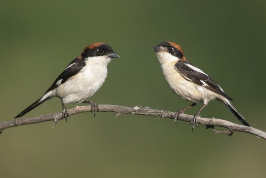 Lanius senator, red-headed shrike, woodchat shrike, birds, Bulgaria, female, male, passeri, songbirds, songbirds, birds, female, shrike