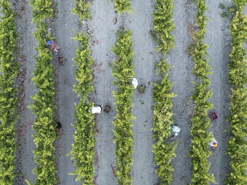 Vintage at the vineyard of the Bodega Gonz&aacute;lez Byass near the town of Jerez de la Frontera. Aerial view. Drone shot. C&aacute;diz province, Andalusia, Spain