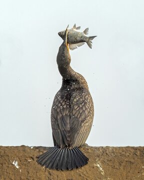 Cormorant (Phalacrocorax carbo) with whitefish as prey, hunting, hunting success, food envy, fishing, preying, sunrise, morning light, on land, on the shore, Kiskunsag National Park, Hungary