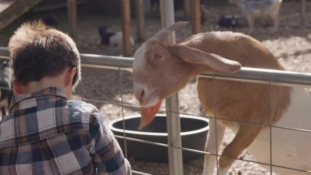 Boy Feeding Goat in Farm Enclosure