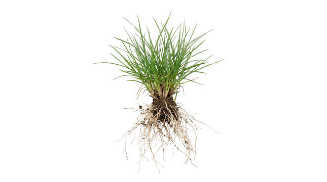 A small patch of green grass with exposed roots is isolated on transparent background grasses lawn turf herbage foliage plant rootball botanical