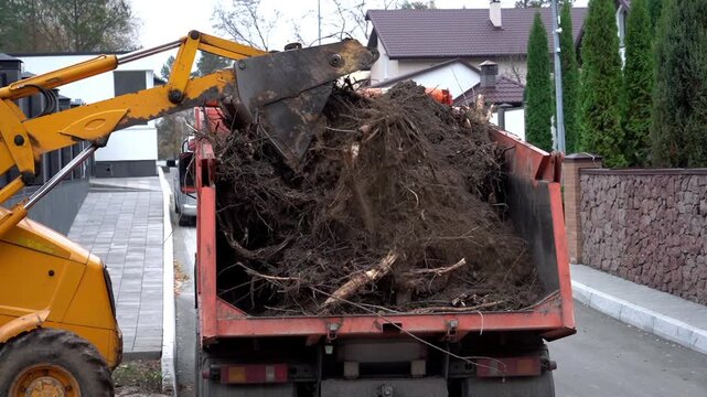 Yellow excavator loads dirt and roots into a red dump truck. Workers clear debris from a residential street. Heavy machinery moves large tree roots. Scene shows routine construction cleanup