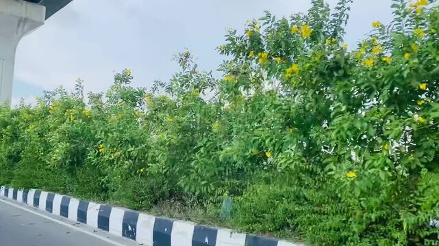 Lush Green Roadside Divider Plants Under Concrete Flyover Pillar