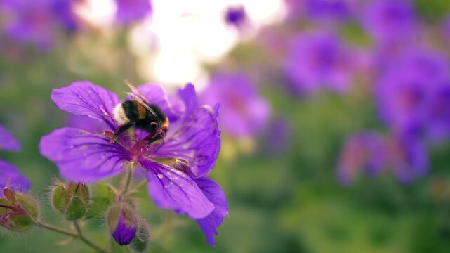 Bumble drinks nectar from purple flower slow motion shot selective focus
