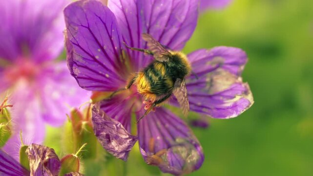Bumble bee drinks nectar from purple flower close up slow motion selective focus